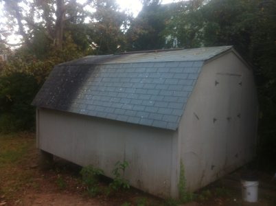 A gray wooden shed with darkened roof shingles stands in a yard surrounded by trees and overgrown plants.